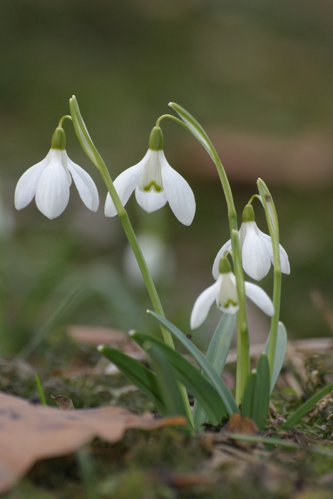 Schneeglöckchen (Galanthus nivalis) - © Emanuel Trummer Schneeglöckchen (Galanthus nivalis) - © Emanuel Trummer